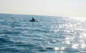 Dolphin Rides at Payyambalam beach
